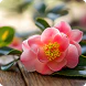 Camellia Seed Oil